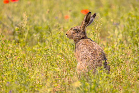 European Hare (Lepus europeaus) hiding in grassland vegetation with Flowers and relying on...