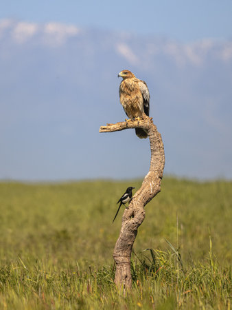 Spanish Imperial Eagle (Aquila adalberti) juvenile perched in tree on bright mountain background. This rare and Endangered bird species occurs only in Spain. Wildlife Scene of Nature in Europe.の写真素材