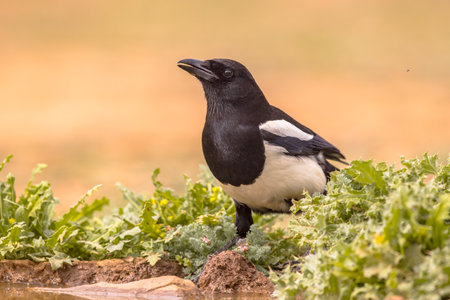 Eurasian Magpie (Pica pica) perched in thistle on bright background and looking at camera in Extremadura, Spain. April. Wildlife Scene of Nature in Europe.の写真素材