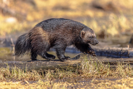 Wolverine (Gulo gulo) also referred to as the glutton, carcajou, is the largest land-dwelling species of the family Mustelidae. It is a muscular carnivore and a solitary animal. Wildlife scene of nature in Europe.の写真素材