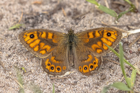 Wall Brown Butterfly (Lasiommata megera) resting on ground between vegetation. Wildlife Scene of Nature in Europe.の写真素材