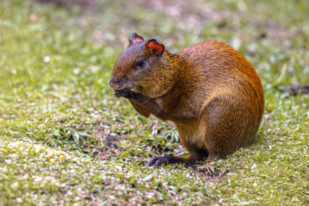 Central American Agouti (Dasyprocta punctata) foraging in grass in Costa Rica. Wildlife scene of nature in Central Americaの写真素材