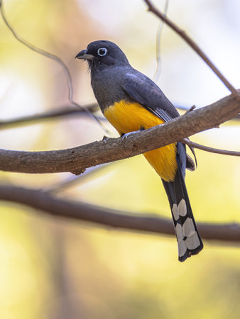 Black-headed trogon (Trogon melanocephalus) is a species of bird in the family Trogonidae. It is found in Belize, Costa Rica, El Salvador, Guatemala, Honduras, Mexico, and Nicaragua. Wildlife scene of nature in Central Americaの写真素材
