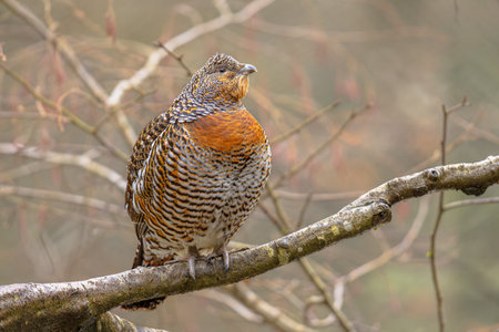 Female Western capercaillie (Tetrao urogallus), Which is also known as Wood Grouse, Heather Cock, or just Capercaillie, is the largest member of the Grouse familyの写真素材