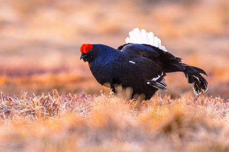 Black grouse (Lyrurus tetrix), also known as northern black grouse, Eurasian black grouse, blackgame or blackcock is a large game bird in the grouse family. This bird recently became extinct in the Netherlands. Wildlife scene of nature in Europe.の写真素材