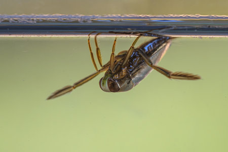 Greater Water-Boatman or Common Backswimmer (Notonecta glauca). Submersed Water Insect swimming on waterlevel in clear water. Wildlife scene of nature in Europe.の写真素材