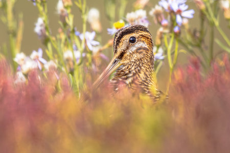 Common snipe (Gallinago gallinago) is a small, stocky wader bird native to the Old World. Breeding habitats are marshes, bogs, tundra and wet meadows throughout the Palearctic. Wildlife scene of nature in Europe.の写真素材