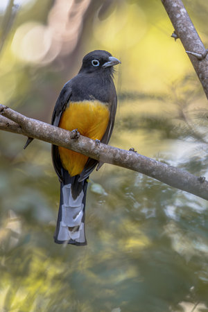 Black-headed trogon (Trogon melanocephalus) perched on branch in dark rainforest of Costa Rica. Wildlife scene of nature of Central America.の写真素材