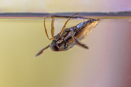 Greater Water-Boatman or Common Backswimmer (Notonecta glauca). Submersed Water Insect swimming on waterlevel in clear water. Wildlife scene of nature in Europe.の写真素材
