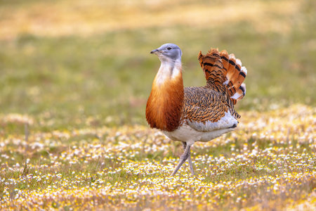 Great Bustard (Otis tarda) in Open Grassland with Flowers in Extremadura Spain. March. Wildlife Scene of Nature in Europe.の写真素材