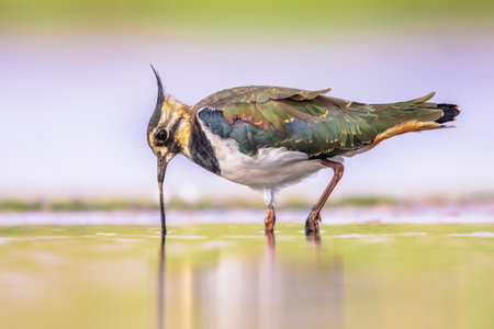 Female Northern lapwing (Vanellus vanellus) foraging in shallow water of estuary in the Netherlands. With bright background. Wildlife scene of nature in Europe.の写真素材