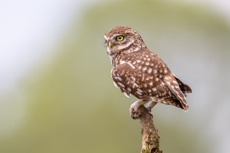 Little Owl (Athene noctua) perched on log with bright background and looking at cameraの写真素材