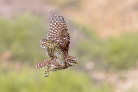 Little Owl (Athene noctua) nocturnal Bird of Prey flying at dawn hunting for prey on Belgian countryside in Flanders. Wildlife Scene of Nature in Europe.の写真素材