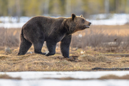 Eurasian brown bear (Ursus arctos arctos) is one of the most common subspecies of the brown bear, and is found in much of Eurasia. Wildlife scene of nature in Europe.の写真素材