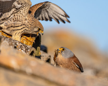 Male Lesser Kestrel (Falco naumanni) offering food to female in breeding colony, food transfer. This Bird Species breeds from the Mediterranean across Afghanistan and Central Asia to China. It is a Summer Migrant. Wildlife scene in nature of Europe.の写真素材