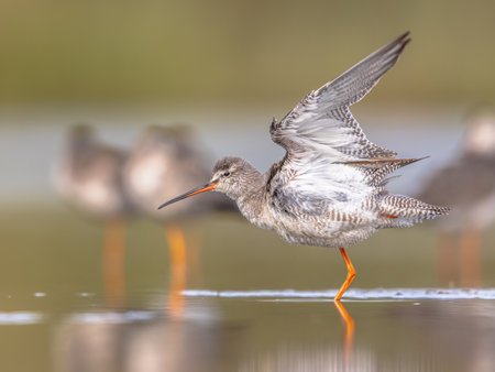 Spotted redshank (Tringa erythropus) stilt bird in winter plumage on migration to the south. Waddensea, Netherlands. Wildlife scene in nature of Europe.の写真素材