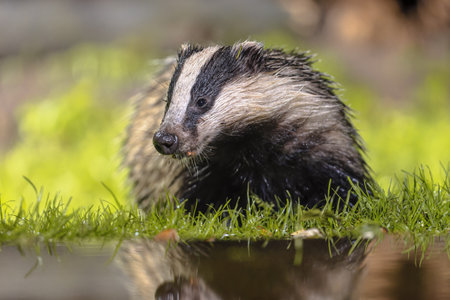 European Badger (Meles meles) walking in forest at night. Drenthe, Netherlands. Wildlife scene of nature in Europe.の写真素材