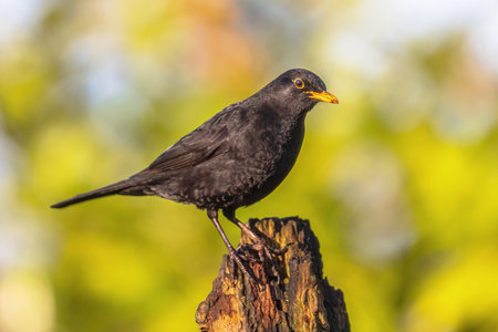 Common blackbird (Turdus merula). One of the most familiar birds in parks and gardens of Europe. Male bird perched on branch in tree and looking for food. Wildlife in nature. Netherlandsの写真素材