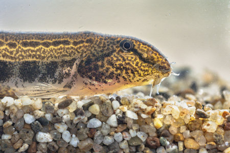 Spined loach (Cobitis taenia) is a freshwater fish in Europe. It is also known as spotted freshwater loach. It is found in oxygen rich water of rivers, brooks and still water.の写真素材