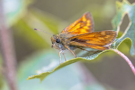 Large skipper (Ochlodes sylvanus) is a butterfly of the family Hesperiidae. Wildllife Scene of Nature in Europeの写真素材