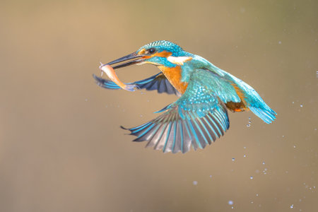 Common European Kingfisher (Alcedo atthis). River Kingfisher Flying after emerging from water Catching Fish on Bright natural background. Wildlife Scene of Nature in Europe.の写真素材