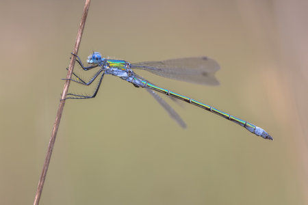 Emerald Damselfly or Common Spreadwing (Lestes sponsa) is a Damselfly with a wide Palaearctic distribution. Wildlife Scene of Nature in Europeの写真素材