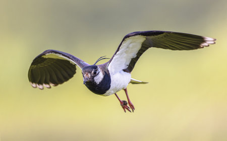 Northern Lapwing (Vanellus vanellus) flying in Breeding Habitat. This Plover has spectaculair Song...