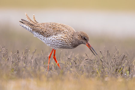 Redshank (Tringa totanus) Wader Bird moving through Grass and shallow Water and eating insect from Wetland. Common Redshank. Wildlife Scene of Nature in Europe.の写真素材