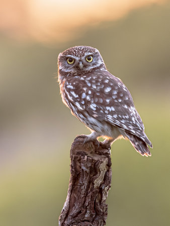 Little Owl (Athene noctua) nocturnal bird perched on log with bright background and looking at cameraの写真素材