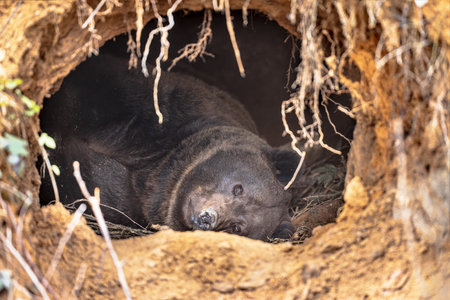 Eurasian brown bear (Ursus arctos arctos) is one of the most common subspecies of the brown bear,...