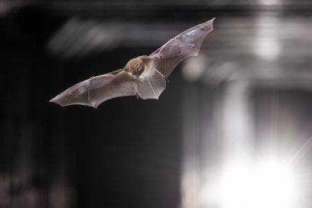 Whiskered Bat (Myotis mystacinus) flying in tunnel with vehicle lights coming from behind. Wildlife scene of nature in Europe.の写真素材