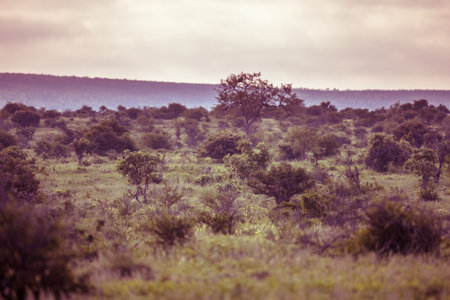 Bushveld Savanna plain with trees bushes and grass in Kruger national park South Africa in vintage toningの写真素材