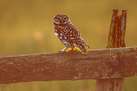 Little Owl (Athene noctua) nocturnal bird perched on log with bright background and looking at cameraの写真素材