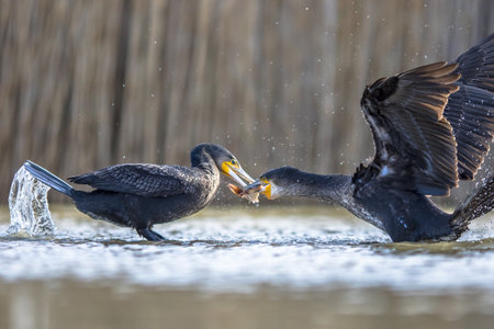 Two Great cormorant (Phalacrocorax carbo) fighting over fish at Lake Csaj, Kiskunsagi National Park, Pusztaszer, Hungary. February. This large black bird is found in Europe, Asia, Africa, Australia and North America.の写真素材
