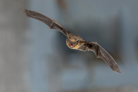 Flying Pipistrelle bat (Pipistrellus pipistrellus) high speed photography shot of hunting animal on...
