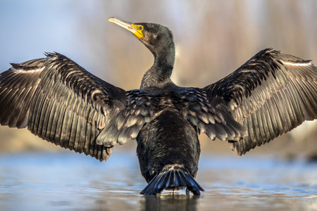 Great cormorant (Phalacrocorax carbo) standing with spread wings at Lake Csaj, Kiskunsagi National Park, Pusztaszer, Hungary. February. This large black bird is found in Europe, Asia, Africa, Australia and North America.の写真素材