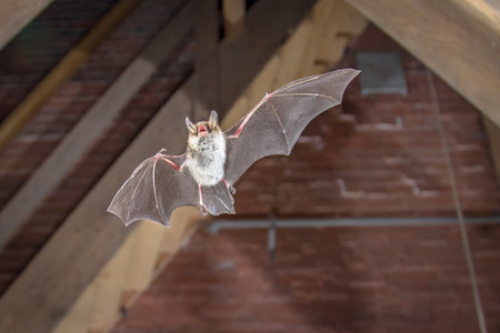 Flying Natterer's bat (Myotis nattereri) action shot of hunting animal on wooden attic of city church. This species is know for roosting and living in urban areas in Europe and Asia.の写真素材