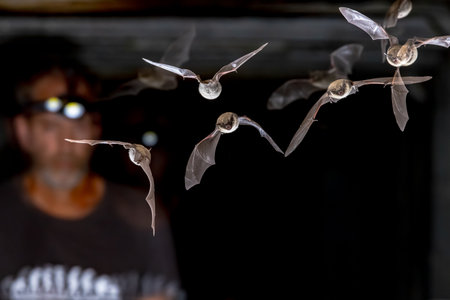 Bat researcher in Hibernation Habitat with Bats flying around. Humans living with bats. Wildlife...
