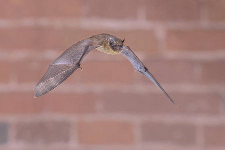 Flying Common Pipistrelle Bat (Pipistrellus pipistrellus) is a small pipistrelle microbat whose very...