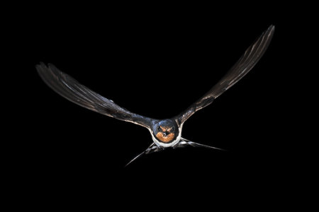 Barn swallow (Hirundo rustica) bird flying on black background