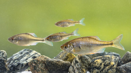 European bitterling (Rhodeus amarus) wild fish shoal swimming underwater in natural environment on tranquil background. Netherlands,の写真素材