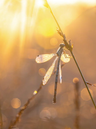 Emerald Damselfly or Common Spreadwing (Lestes Sponsa) resting on Grass covered in Dew Drops with Flare at Sunrise. Wildlife Scene of Nature in Europe.の写真素材