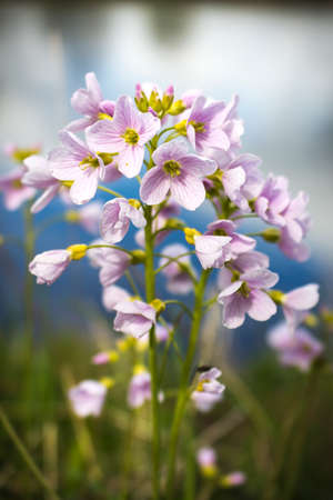 Slightly elavated view looking down on a Cuckoo Flower with a river in the background.の写真素材
