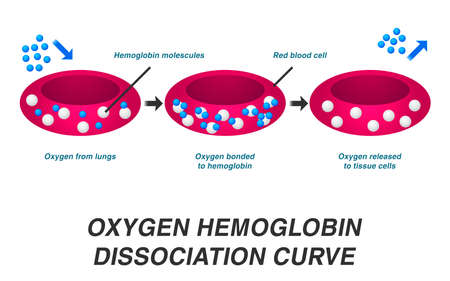 Hemoglobin oxygen concept. Vector illustration.のイラスト素材