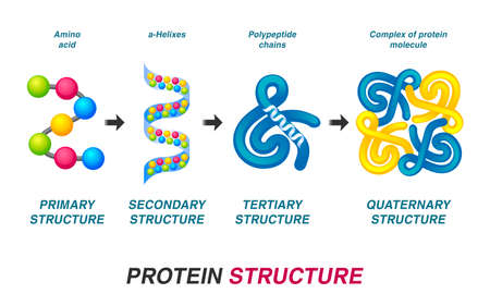Protein structure concept. Vector illustration.のイラスト素材