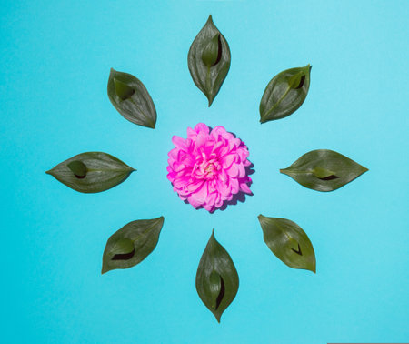 Pink flower and green leaves on sky blue background. Spring colorful concept. Flat lay composition.の写真素材