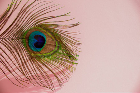 Peacock feather on a pink background. Minimal concept. Creative copy space.の写真素材