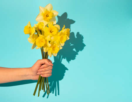 Womans hand holding bouquet of blooming yellow narcissus flowers or daffodil on blue background. Minimal spring concept. Mother's day idea.の写真素材