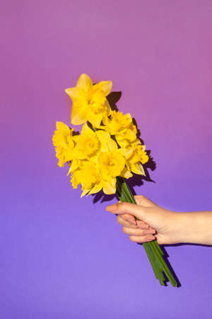 Womans hand holding bouquet of blooming yellow narcissus flowers or daffodil on purple ombre background. Minimal spring concept. Mother's day idea.の写真素材