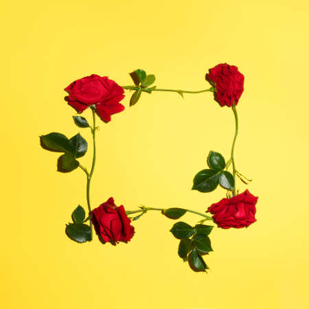 Natural spring red roses on yellow background. Love or Women's day minimal frame with creative copy space.の写真素材